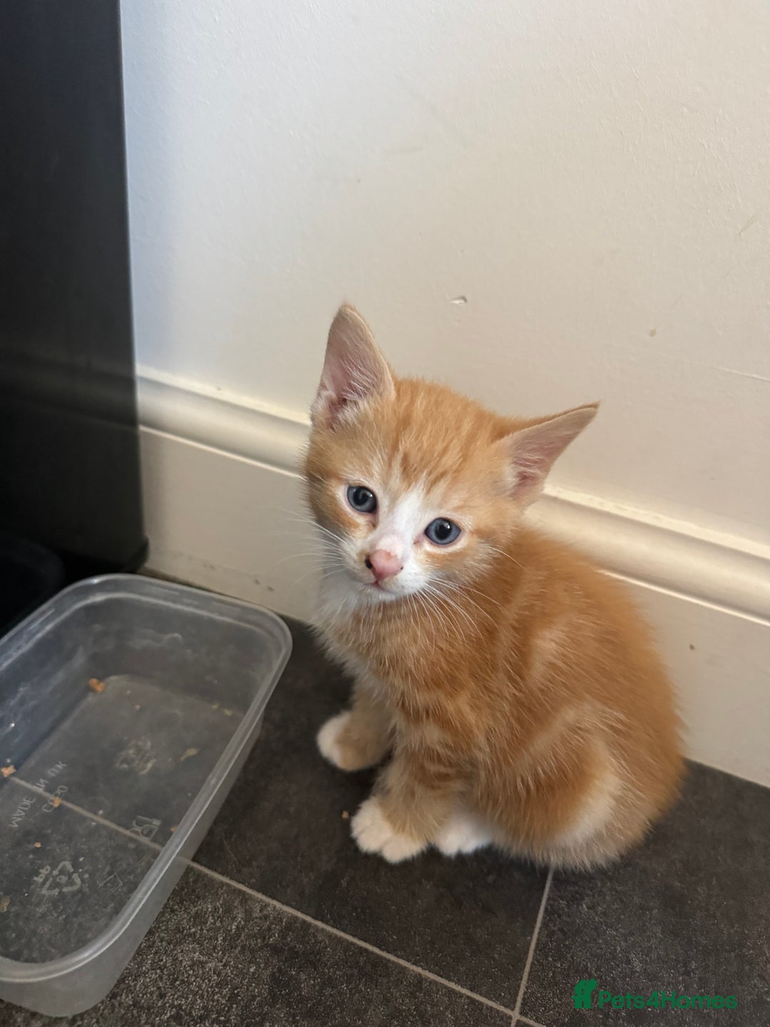 British Longhair cats for sale: 1 boy (black) 3 girls  - Image 3