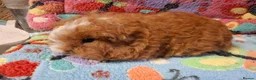 Guinea Pig rodents for sale: Baby Boars in longhaired breeds & teddies  - Advert 18