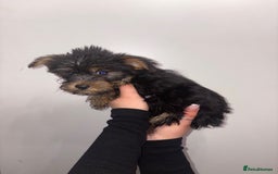 Yorkshire Terrier dogs for sale: Stunning boys looking for their new homes! - Image 6