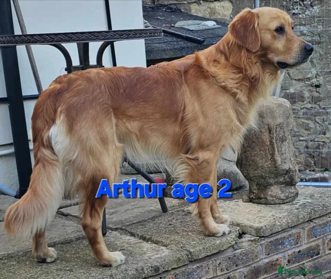 Golden Retriever dogs for sale: The incredible five! - Advert 2
