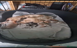 Dachshund dogs for stud:  STUD 💙Miniature dachshund Isabelle long hair - Advert 11