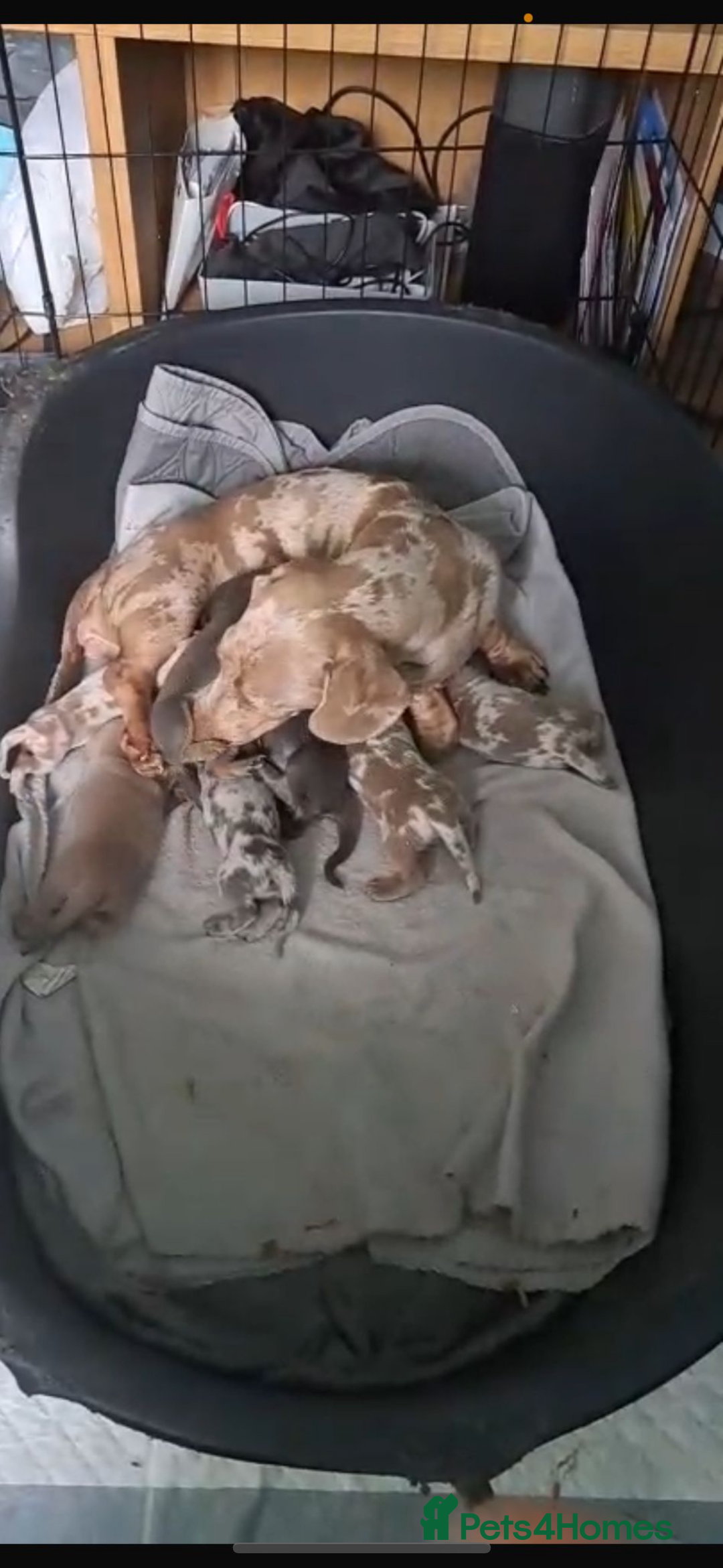 Dachshund dogs for stud:  STUD 💙Miniature dachshund Isabelle long hair - Advert 11