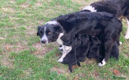 Borador dogs for sale: Beautiful Collie x Labrador Puppies - Image 13