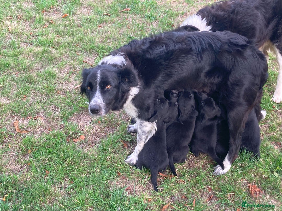 Borador dogs for sale: Beautiful Collie x Labrador Puppies - Image 13