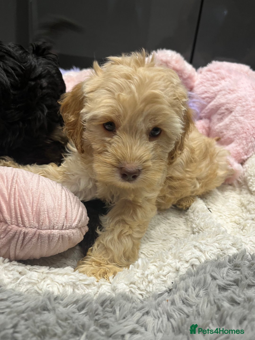 Cockapoo dogs for sale: Beautiful F1 Cockapoo puppies  - Image 12
