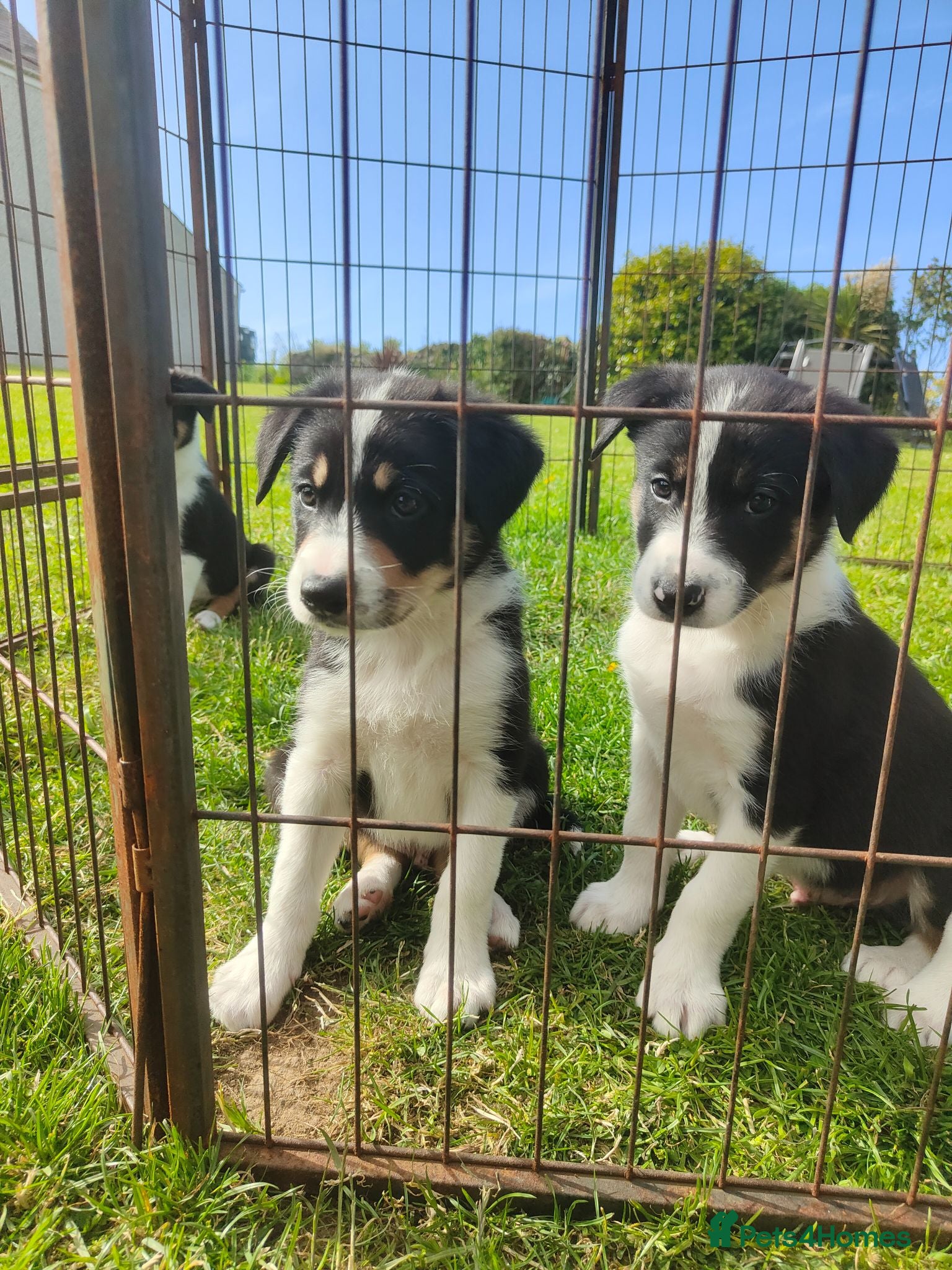 Border Collie dogs Border Collie Pups  - Advert 19