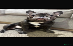 French Bulldog dogs for sale: Looking for a forever home… - Image 2