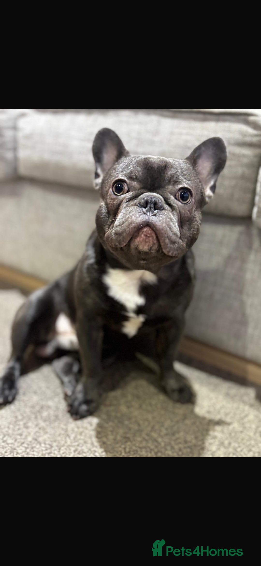 French Bulldog dogs for sale: Looking for a forever home… - Image 2