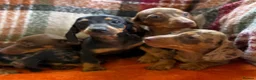 Dachshund dogs for sale: 5 beautiful dachshund girls  - Advert 13