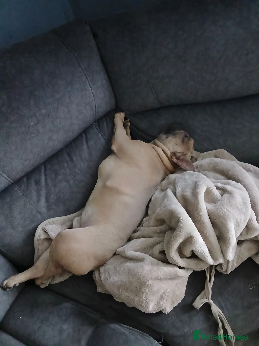 French Bulldog dogs for sale: 9 months old  in Chatham - Advert 2