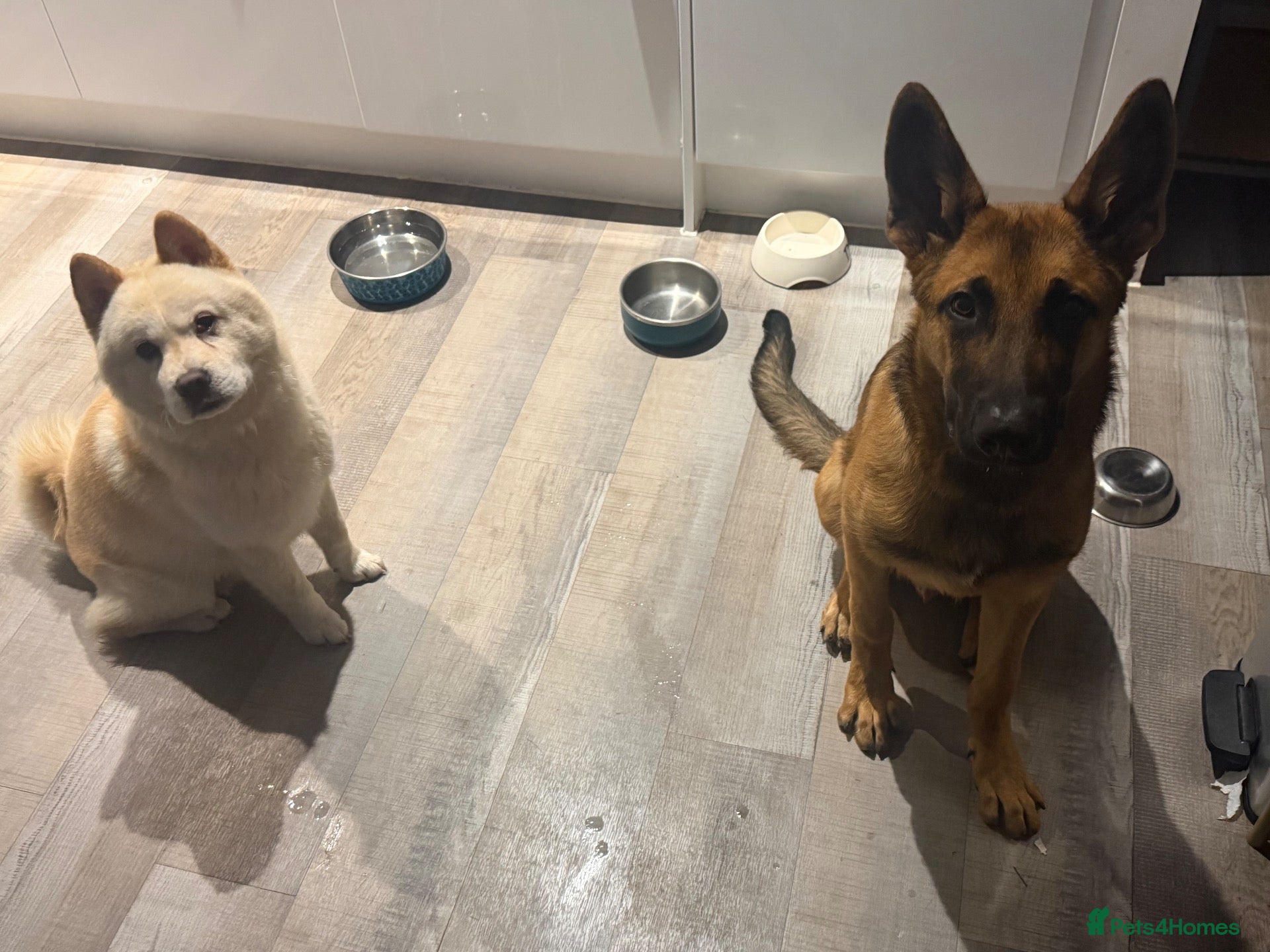 Chow Chow dogs for sale: Zuko chowski 1year old male  - Advert 5