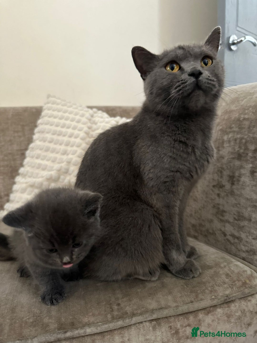 British Shorthair cats for sale: BSH KITTEN  - Image 2