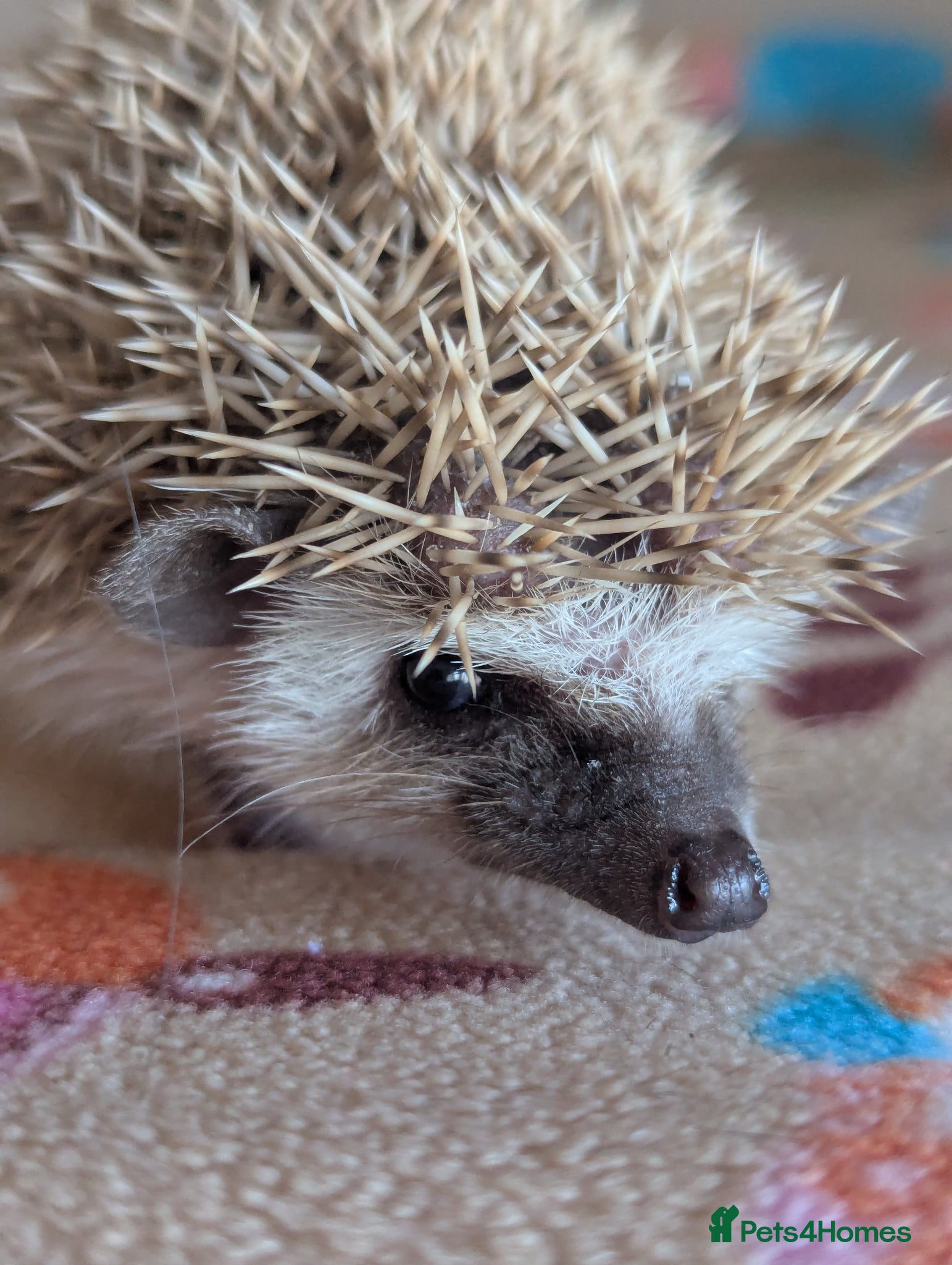 Pygmy Hedgehog rodents Only 1 Beautiful Male Ready Now £250 - Advert 2
