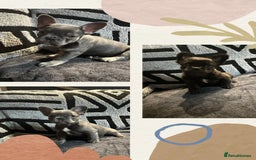 French Bulldog dogs for sale: French bulldogs , one fluffy (like his mum)  - Image 1