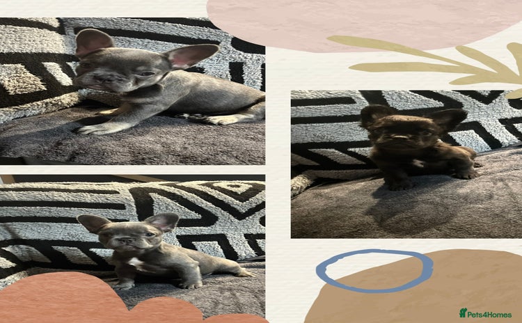 French Bulldog dogs - Advert 7
