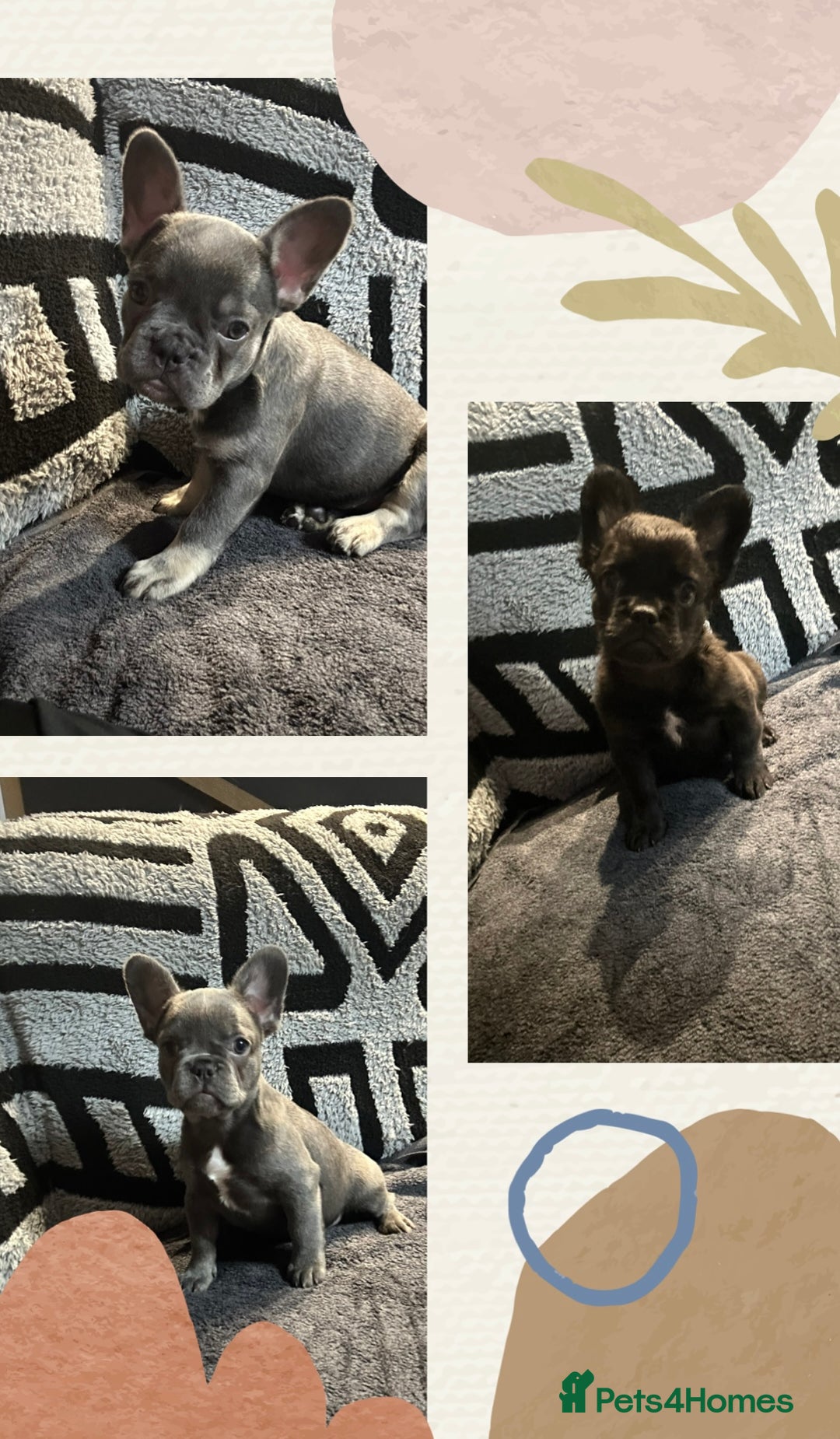 French Bulldog dogs for sale: French bulldogs , one fluffy (like his mum)  - Image 1