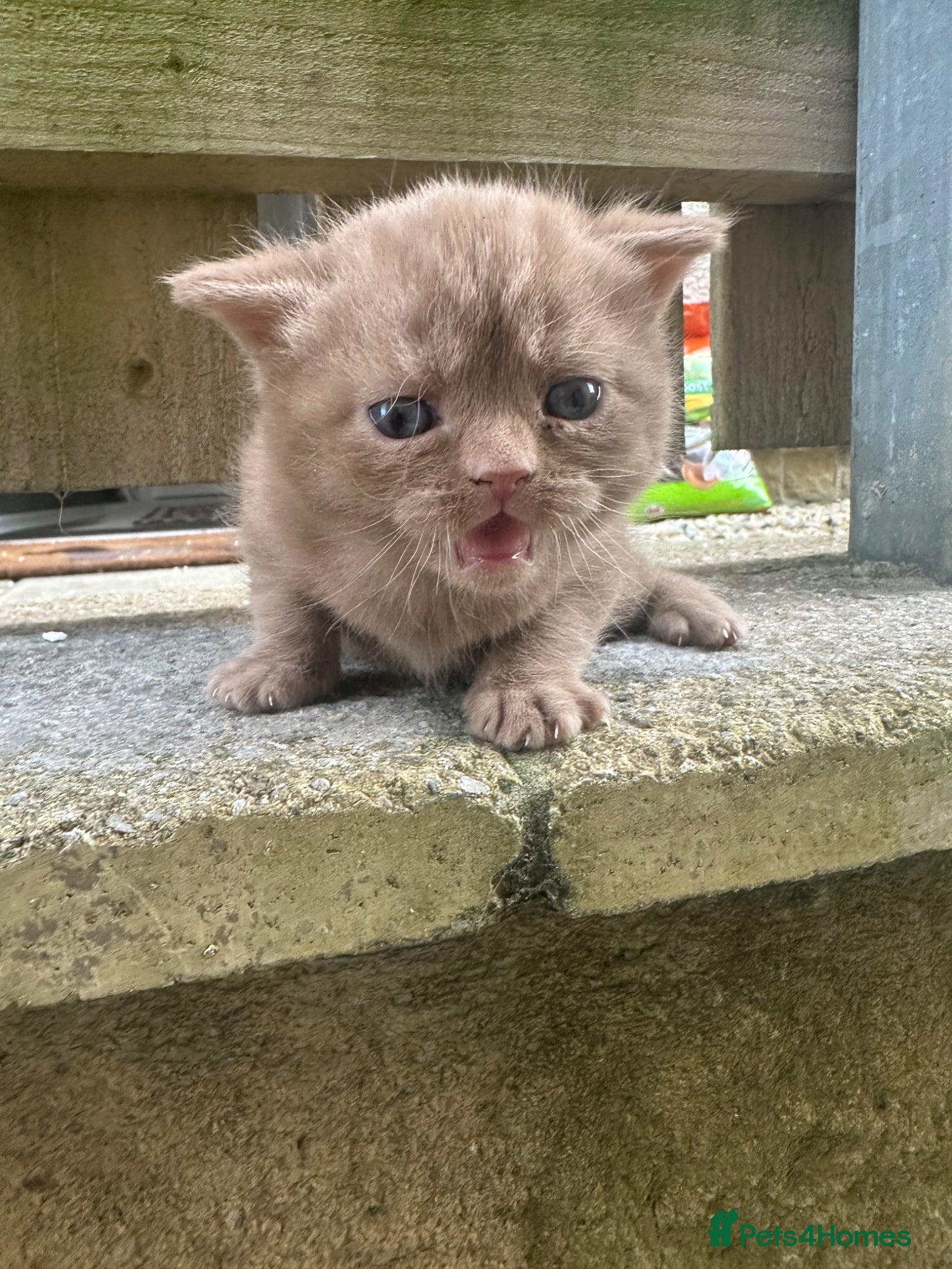 British Shorthair cats Cinnamon British shorthair girl last one left  - Advert 2