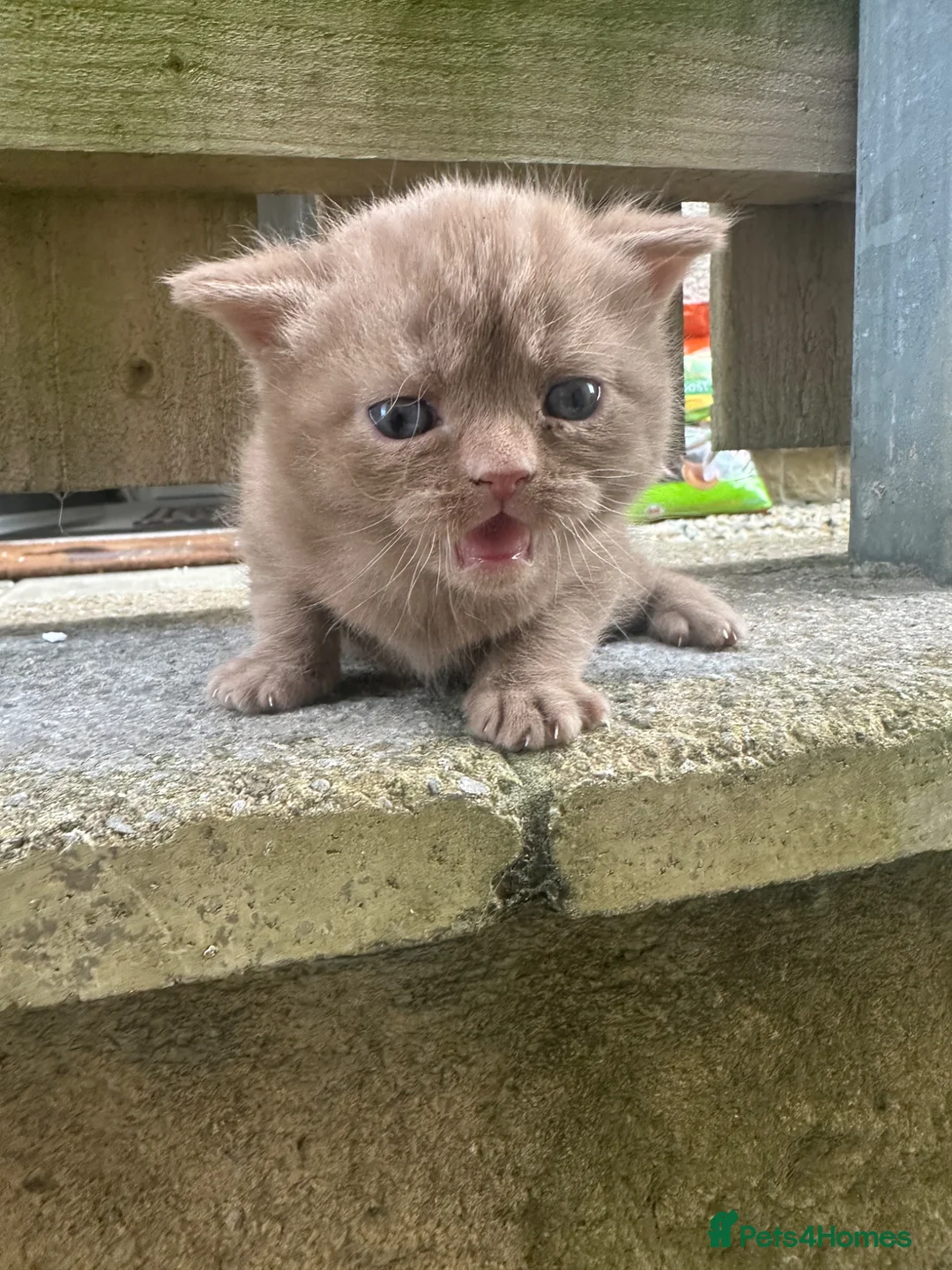 British Shorthair cats for sale: Cinnamon British shorthair girl last one left  - Advert 1