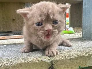 British Shorthair cats Cinnamon British shorthair girl last one left - Advert 2