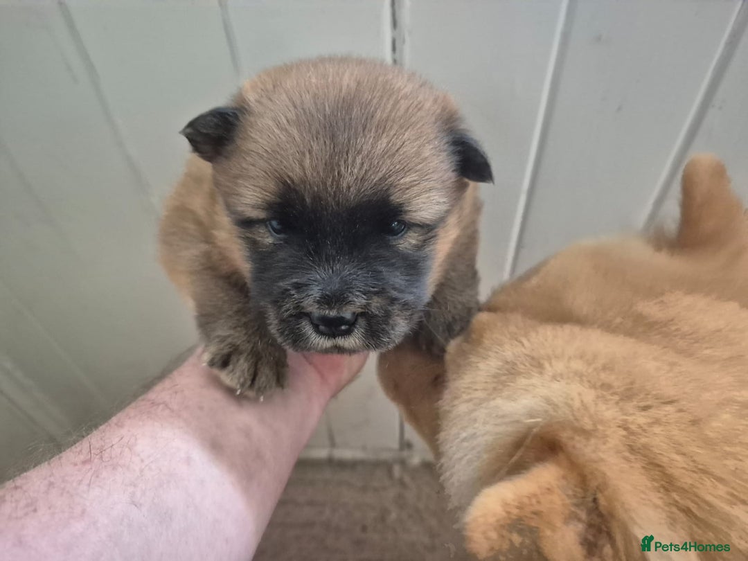Chow Chow dogs for sale: puppies ready for pickup next week - Image 2