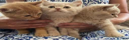 British Shorthair cats for sale: GCCF British Shorthair Kittens  in Southampton - Advert 5