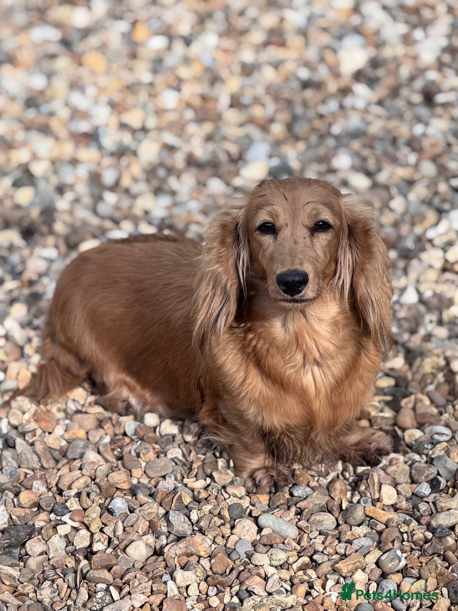 Doxiepoo dogs Daxipoo’s miniature Dachshund x toy poodle - Advert 2