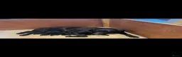 Labrador Retriever dogs for sale: RKC Black Labrador Puppies for Sale - Advert 4