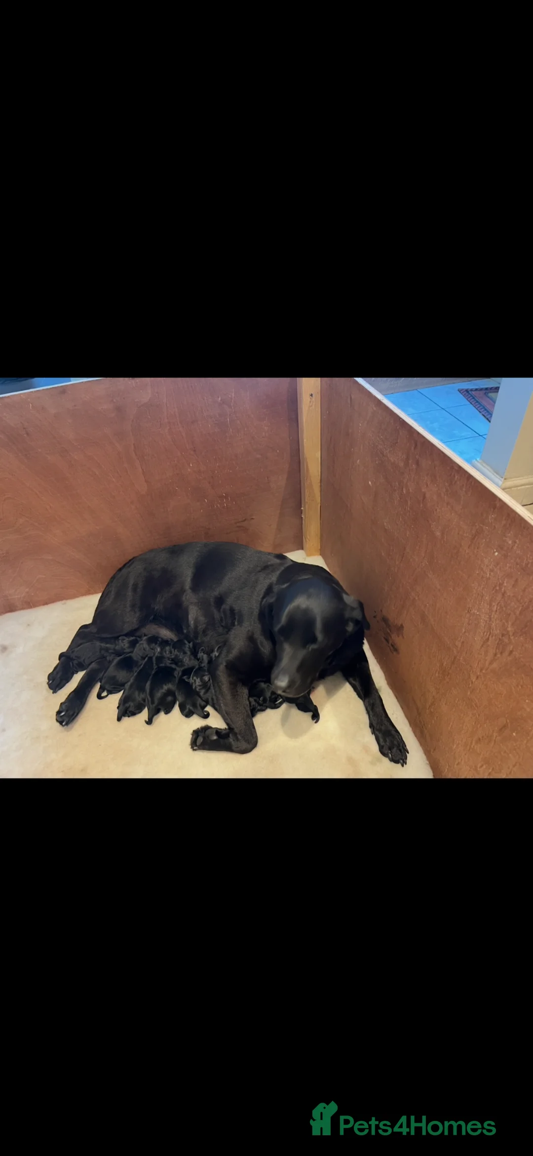 Labrador Retriever dogs for sale: RKC Black Labrador Puppies for Sale - Advert 4