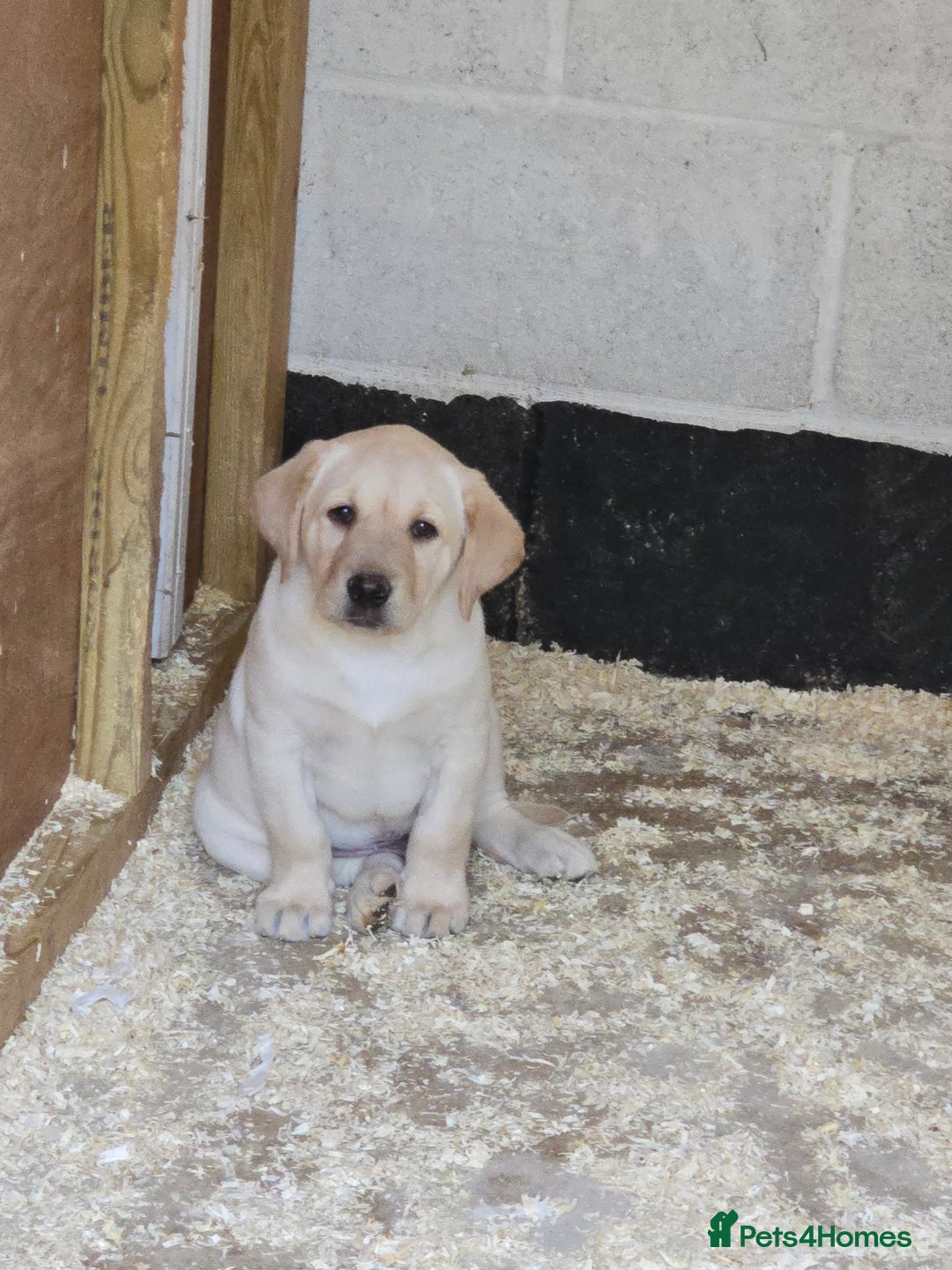 Labrador Retriever dogs for sale: Big chunky Labrador Boy - Image 4