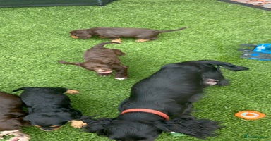 Cocker Spaniel dogs - Advert 16