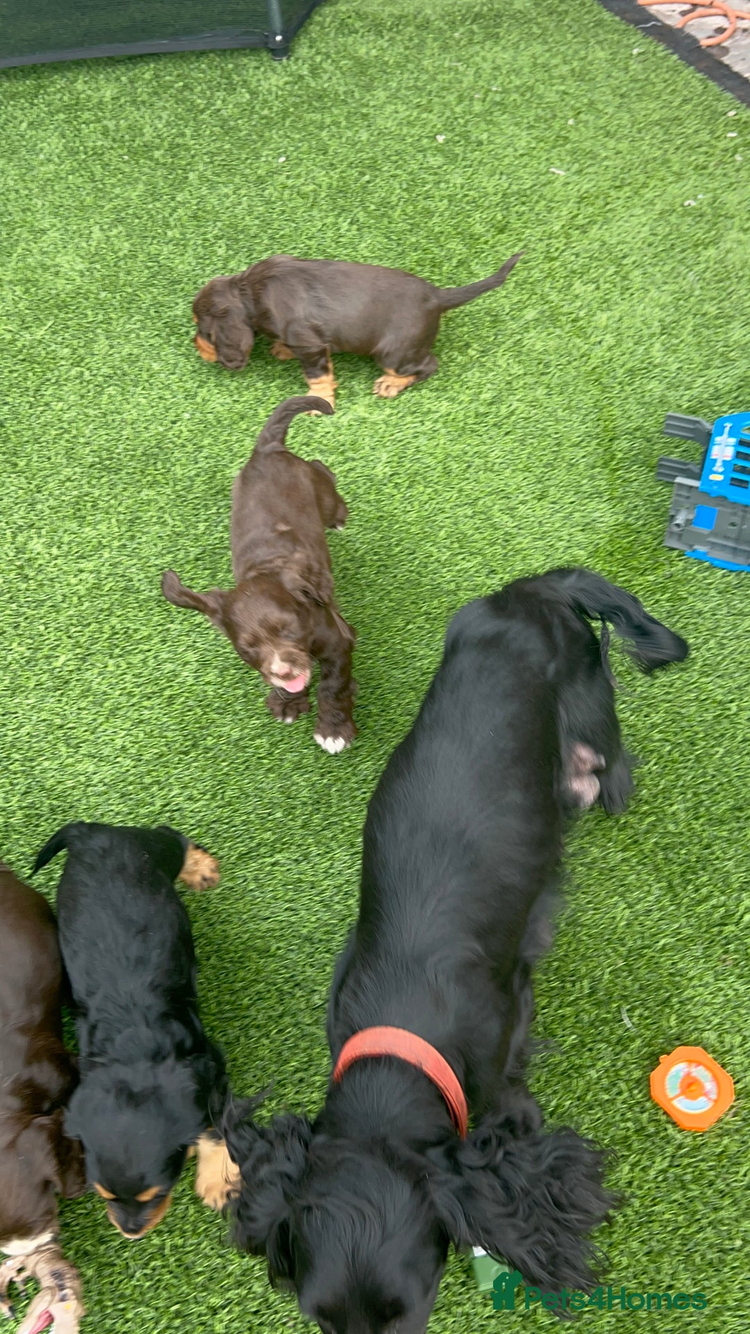 Cocker Spaniel dogs for sale: Miniature working Cocker spaniel puppies for sale - Image 4