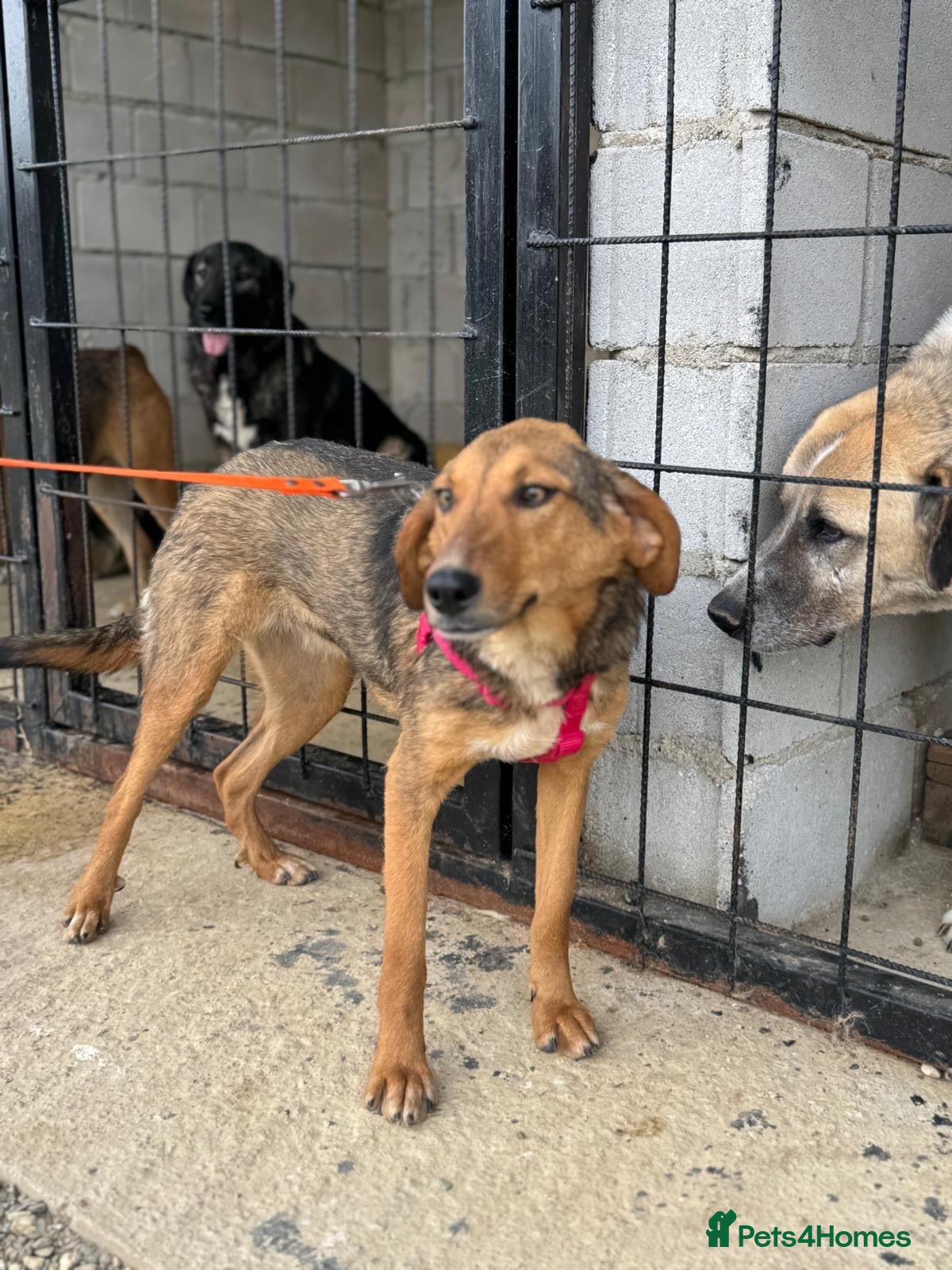 Mixed Breed dogs Shy at First, Zoomies Once She Trusts 💗 - Advert 1