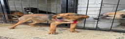 Mixed Breed dogs for adoption: Gentle | Sweet | Dog Loving | Foodie - Advert 7