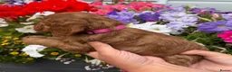 Cockapoo dogs for sale: Cockapoo puppies F1 (licensed breeder) - Advert 19