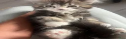 Mixed Breed cats for sale: Super fluffy mixed breed Kittens - Advert 3