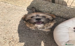 Mixed Breed dogs for sale: Puppy  - Image 2