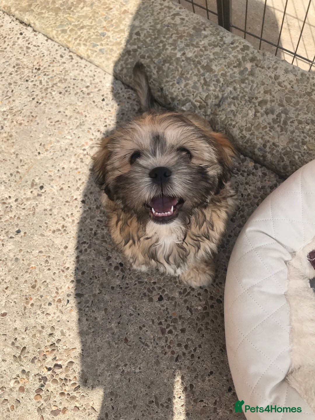 Mixed Breed dogs for sale: Puppy  - Image 2