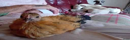 Chickens poultry for sale: Indoor Therapy Serama Hen -  Highly Tame - Advert 17