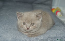 British Shorthair cats for sale: 🐾 British Shorthair Kittens Looking for Homes 🏡 - Image 6