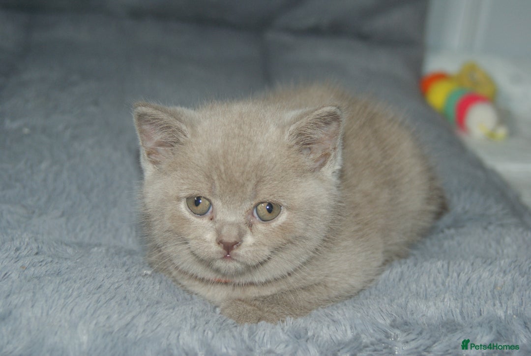 British Shorthair cats for sale: 🐾 British Shorthair Kittens Looking for Homes 🏡 - Image 6