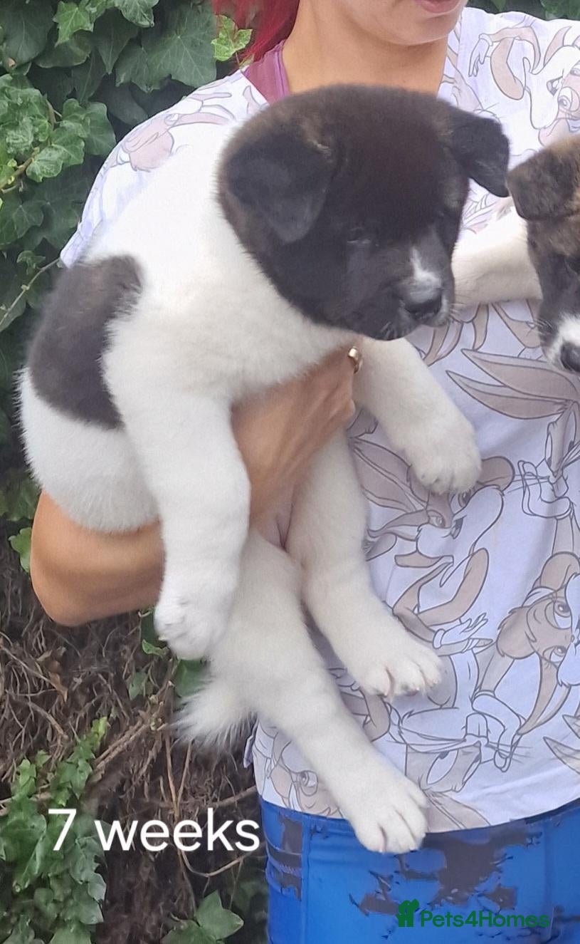 Akita dogs Pedigree mum,dad pure breed, 1 girl pup available  - Advert 19