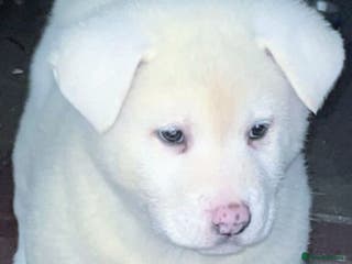 Japanese Akita Inu dogs Japanese Akita Inu Puppies - Advert 1