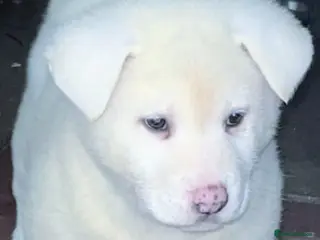 Japanese Akita Inu dogs Japanese Akita Inu Puppies - Advert 1