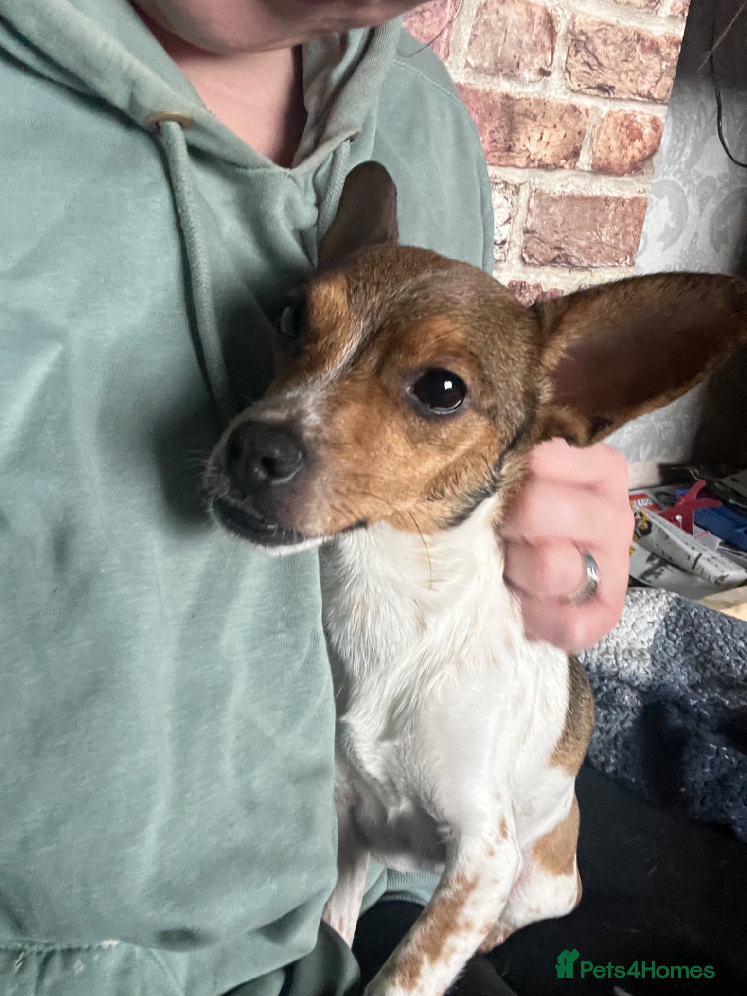 Jack Chi dogs Gorgeous Puppies for Sale  - Advert 1