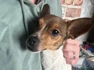 Jack Chi dogs Gorgeous Puppies for Sale - Advert 5