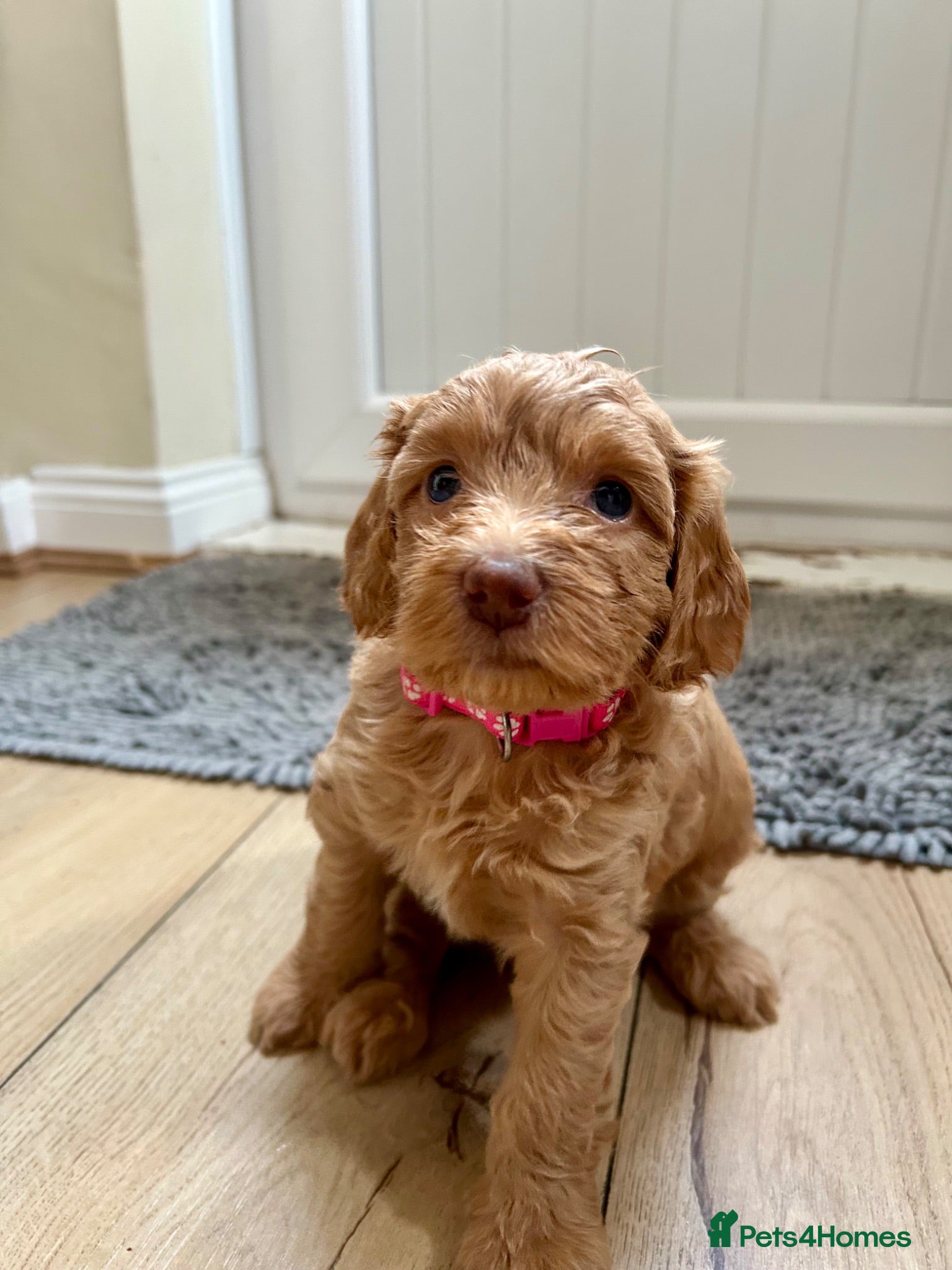 Cockapoo dogs F2 Cockerpoo puppies - Advert 2
