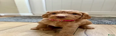 Cockapoo 5