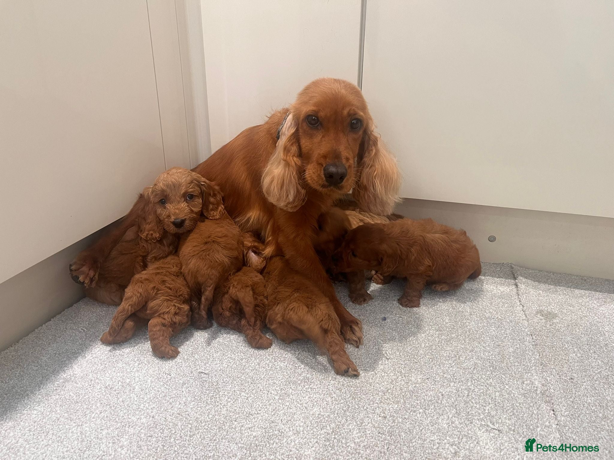 Cockapoo dogs KC Parents F1 Cockerpoos !!!! - Advert 1