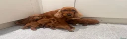Cockapoo dogs for sale: KC Parents F1 Cockerpoos !!!! - Advert 1