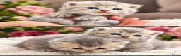 British Longhair cats for sale: GCCF Registered Pedigree British Longhair Kittens - Advert 3